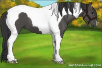 Horse Color:Black Tobiano 