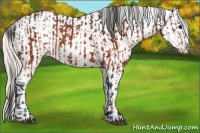 Horse Color:Brown Appaloosa  and Silver Brown Appaloosa 