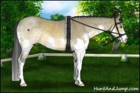 Horse Color:Buckskin Dun Splash 