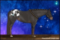 Horse Color:Liver Chestnut Appaloosa 