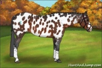 Horse Color:Brown Appaloosa 
