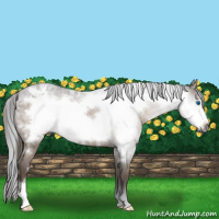 Horse Color:Gray Bay Frame Appaloosa 