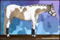 Horse Color:Chocolate Palomino Tobiano 