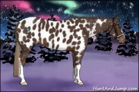 Horse Color:Liver Chestnut Near Leopard 