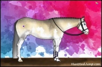 Horse Color:Buckskin Onyx Splash 