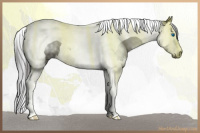 Horse Color:Gray Smoky Blue Roan Splash Tobiano