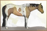 Horse Color:Buckskin Roan Tobiano 