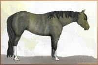 Horse Color:Smoky Blue Roan Rabicano 
