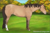 Horse Color:Amber Champagne