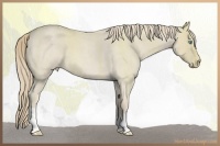 Horse Color:Smoky Creme Roan 