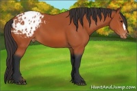 Horse Color:Bay Appaloosa 