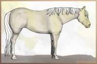 Horse Color:Silver Smoky Creme Roan 