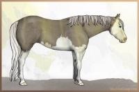 Horse Color:Silver Smoky Blue Roan Splash 