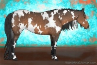 Horse Color:White Spotted Buckskin 