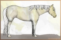 Horse Color:Silver Smoky Creme Roan Tobiano 
