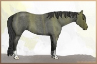 Horse Color:Smoky Blue Roan 