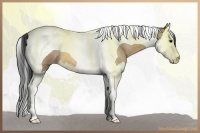 Horse Color:Buckskin Roan Splash Tobiano 