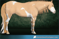 Horse Color:Gold Champagne Splash Tobiano 