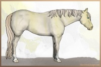 Horse Color:Perlino Roan 