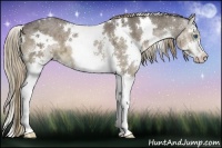 Horse Color:White Spotted Liver Chestnut Ice Splash 