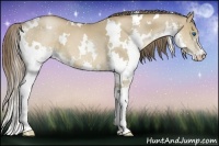 Horse Color:White Spotted Grullo Pearl Splash 