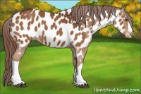 Horse Color:Chestnut Appaloosa