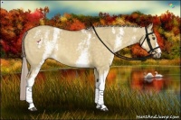 Horse Color:White Spotted Chocolate Palomino Dun 