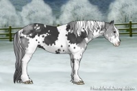 Horse Color:White Spotted Black Sabino