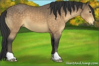 Horse Color:Buckskin 