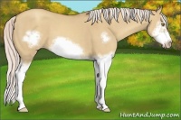 Horse Color:Silver Classic Champagne Dun Splash Frame 