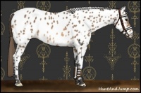 Horse Color:Buckskin Appaloosa
