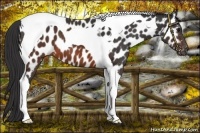 Horse Color:Brown Tobiano Near Leopard 