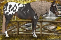 Horse Color:Liver Chestnut Appaloosa 