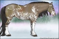 Horse Color:Liver Red Dun Sabino Rabicano Brindle