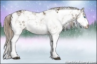 Horse Color:Liver Red Dun Sabino Splash Rabicano