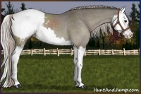 Horse Color:Silver Grullo Splash Snowcap Brindle 