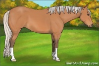 Horse Color:Silver Bay 