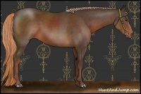 Horse Color:Liver Chestnut 