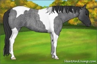 Horse Color:Blue Roan Tobiano