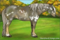 Horse Color:White Spotted Chocolate Palomino Sabino Rabicano