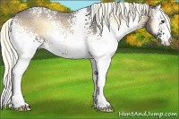 Horse Color:White Spotted Liver Red Onyx Roan