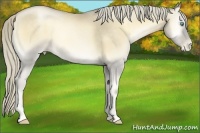 Horse Color:Chocolate Palomino Pearl Onyx 