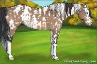 Horse Color:Brown Dun Splash Tobiano  and Brown Dun Sabino Splash 