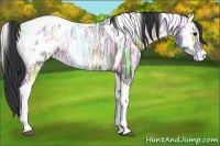Horse Color:Blue Onyx Ice Tobiano Appaloosa
