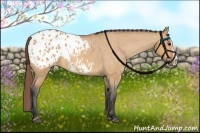 Horse Color:Bay Dun Splash Appaloosa 