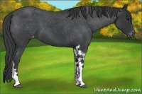 Horse Color:Blue Roan Tobiano Varnish