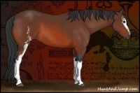 Horse Color:White Spotted Bay 