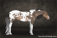 Horse Color:Brown Dun Tobiano Frame Appaloosa Brindle