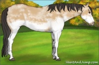 Horse Color:White Spotted Buckskin Dun Frame 