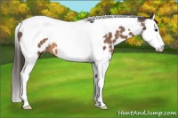 Horse Color:Buckskin Splash Tobiano Appaloosa 